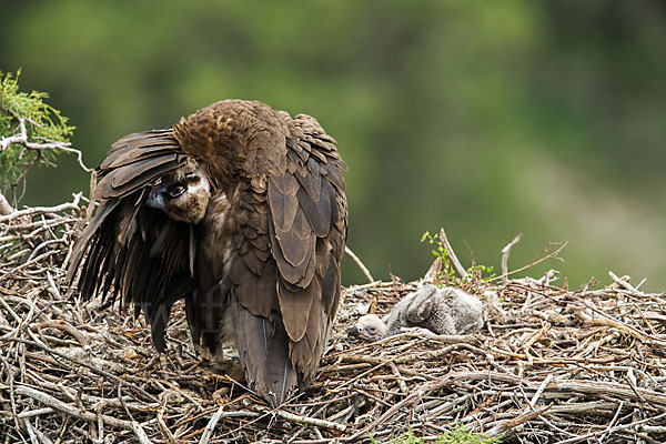 Mönchsgeier (Aegypius monachus)