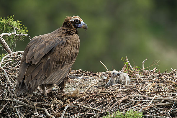 Mönchsgeier (Aegypius monachus)