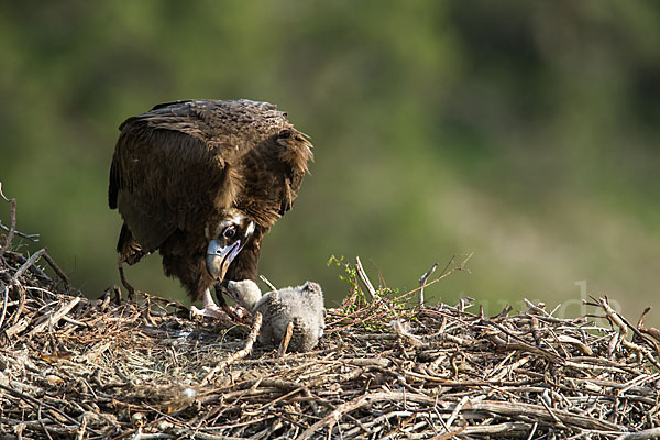 Mönchsgeier (Aegypius monachus)