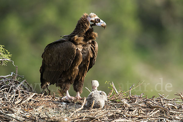 Mönchsgeier (Aegypius monachus)