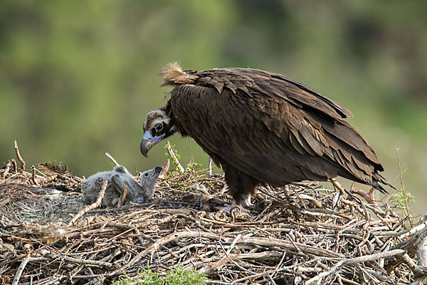 Mönchsgeier (Aegypius monachus)