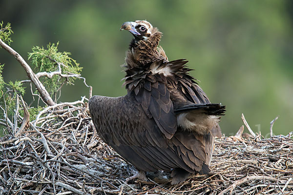 Mönchsgeier (Aegypius monachus)