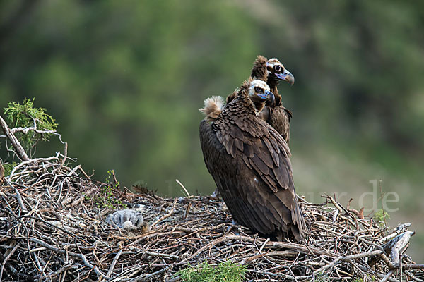 Mönchsgeier (Aegypius monachus)