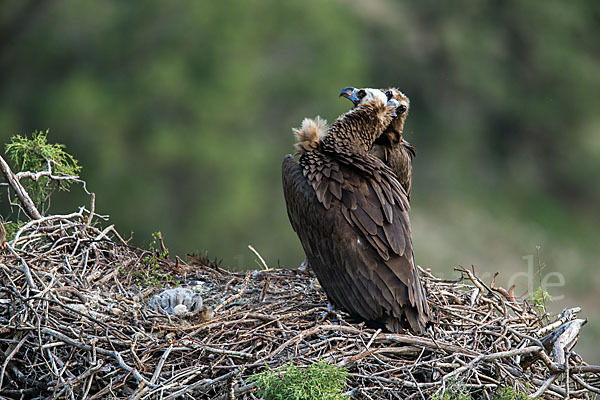 Mönchsgeier (Aegypius monachus)