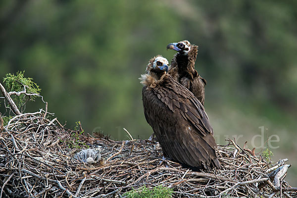 Mönchsgeier (Aegypius monachus)