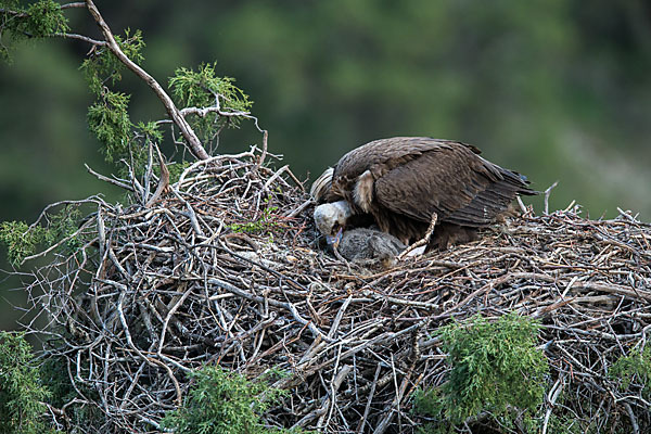 Mönchsgeier (Aegypius monachus)