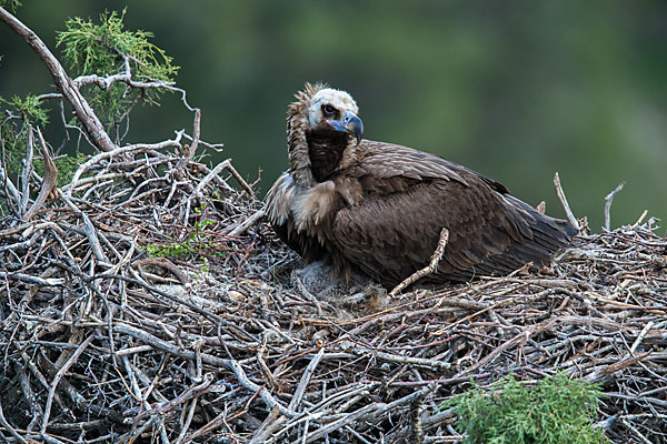 Mönchsgeier (Aegypius monachus)