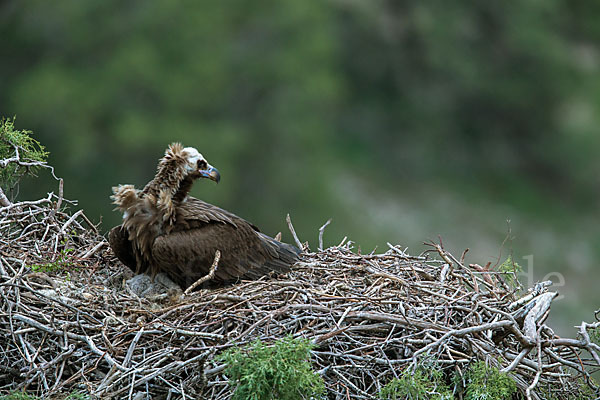 Mönchsgeier (Aegypius monachus)