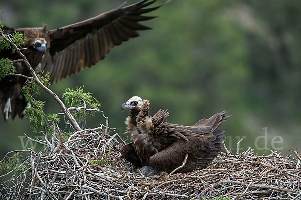 Mönchsgeier (Aegypius monachus)