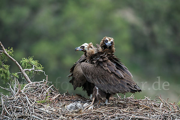 Mönchsgeier (Aegypius monachus)