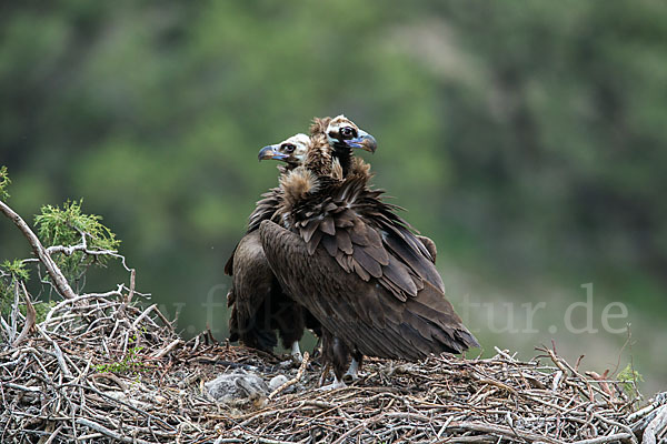 Mönchsgeier (Aegypius monachus)