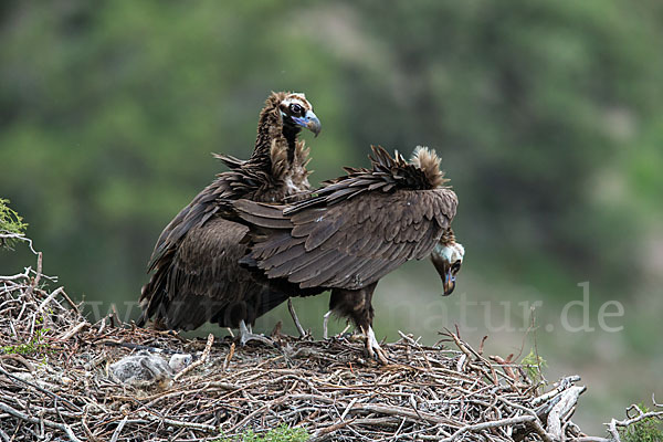 Mönchsgeier (Aegypius monachus)