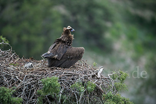 Mönchsgeier (Aegypius monachus)