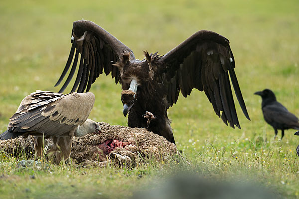 Mönchsgeier (Aegypius monachus)