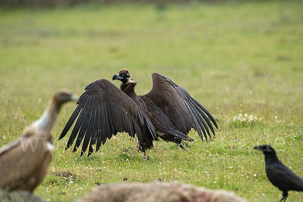 Mönchsgeier (Aegypius monachus)