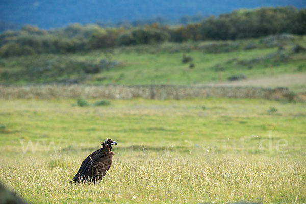 Mönchsgeier (Aegypius monachus)