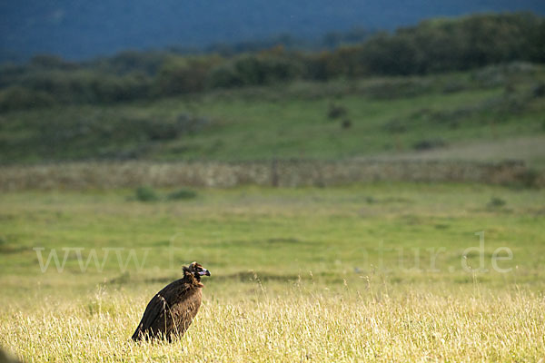 Mönchsgeier (Aegypius monachus)