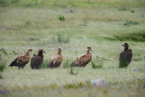 Mönchsgeier (Aegypius monachus)