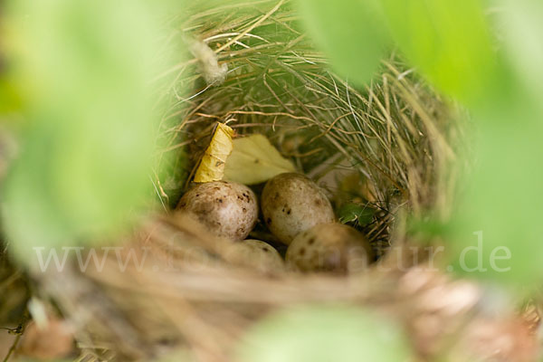 Mönchsgrasmücke (Sylvia atricapilla)