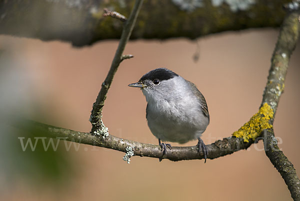 Mönchsgrasmücke (Sylvia atricapilla)