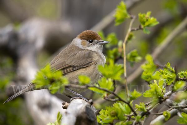 Mönchsgrasmücke (Sylvia atricapilla)