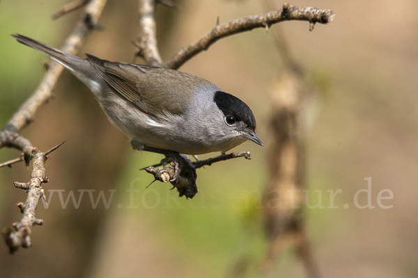 Mönchsgrasmücke (Sylvia atricapilla)