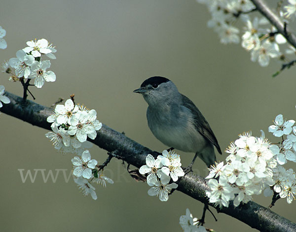 Mönchsgrasmücke (Sylvia atricapilla)