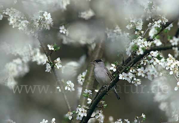 Mönchsgrasmücke (Sylvia atricapilla)