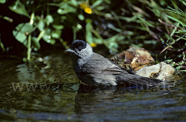 Mönchsgrasmücke (Sylvia atricapilla)