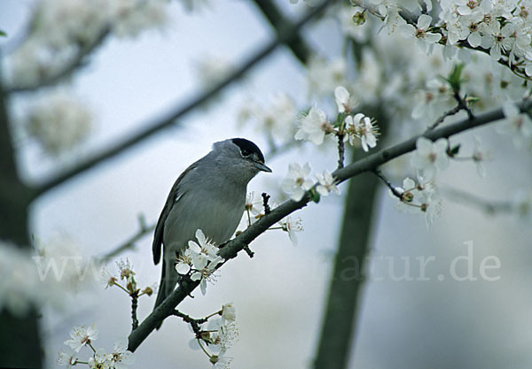 Mönchsgrasmücke (Sylvia atricapilla)