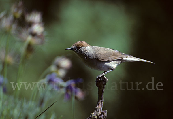 Mönchsgrasmücke (Sylvia atricapilla)