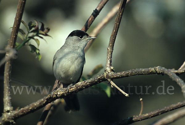 Mönchsgrasmücke (Sylvia atricapilla)