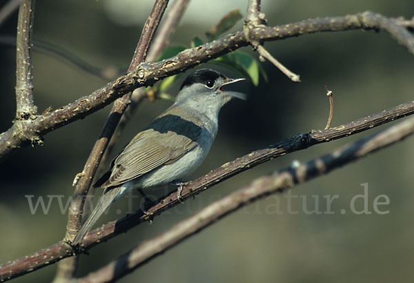 Mönchsgrasmücke (Sylvia atricapilla)