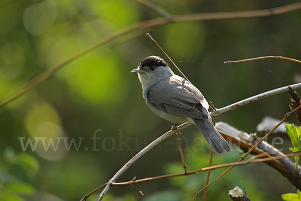 Mönchsgrasmücke (Sylvia atricapilla)