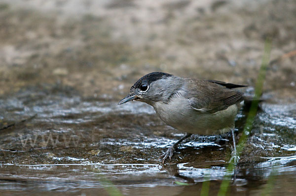 Mönchsgrasmücke (Sylvia atricapilla)