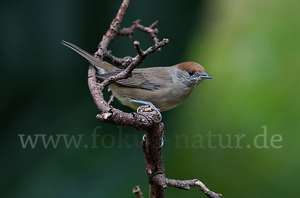 Mönchsgrasmücke (Sylvia atricapilla)