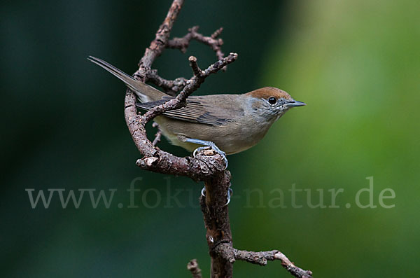 Mönchsgrasmücke (Sylvia atricapilla)