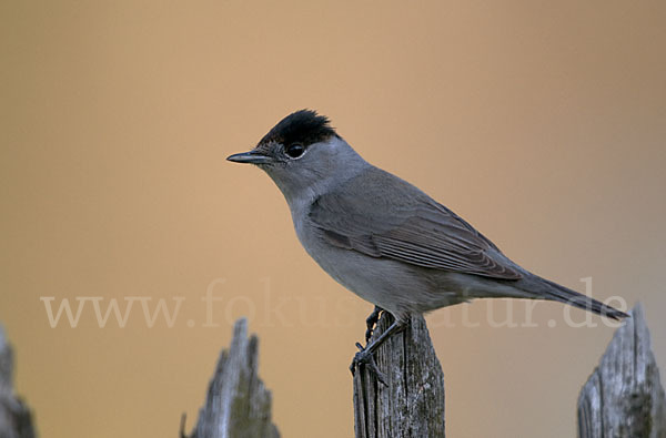 Mönchsgrasmücke (Sylvia atricapilla)