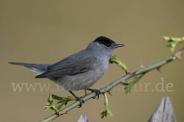 Mönchsgrasmücke (Sylvia atricapilla)