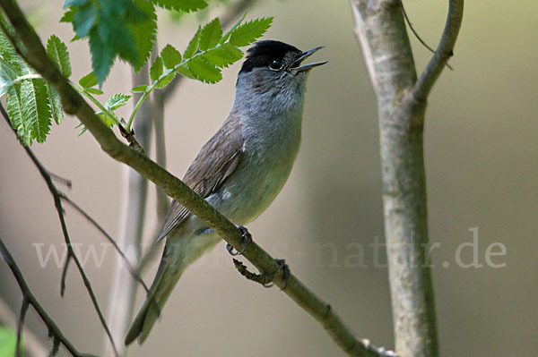 Mönchsgrasmücke (Sylvia atricapilla)