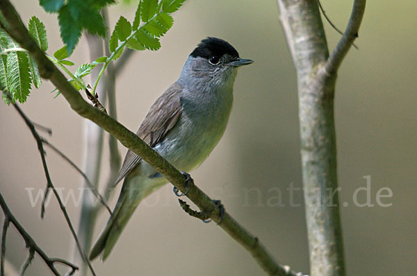 Mönchsgrasmücke (Sylvia atricapilla)