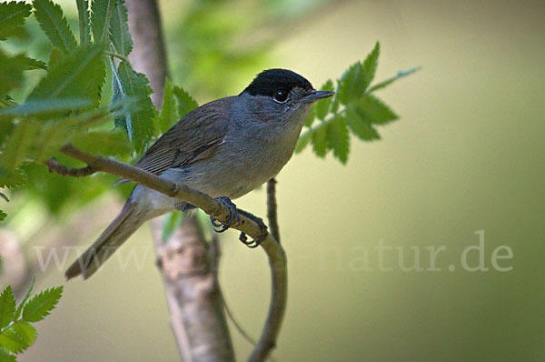 Mönchsgrasmücke (Sylvia atricapilla)