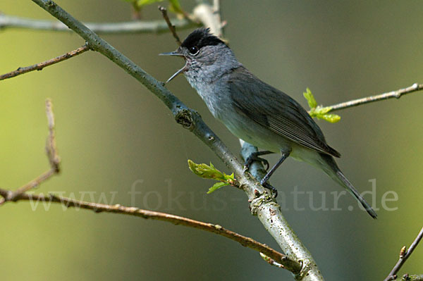 Mönchsgrasmücke (Sylvia atricapilla)