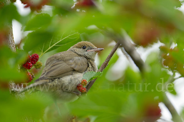 Mönchsgrasmücke (Sylvia atricapilla)