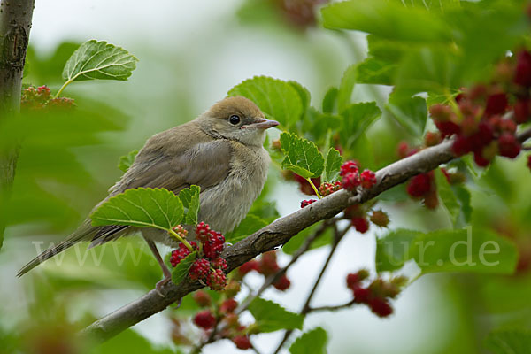 Mönchsgrasmücke (Sylvia atricapilla)