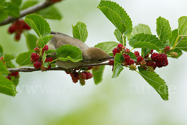 Mönchsgrasmücke (Sylvia atricapilla)