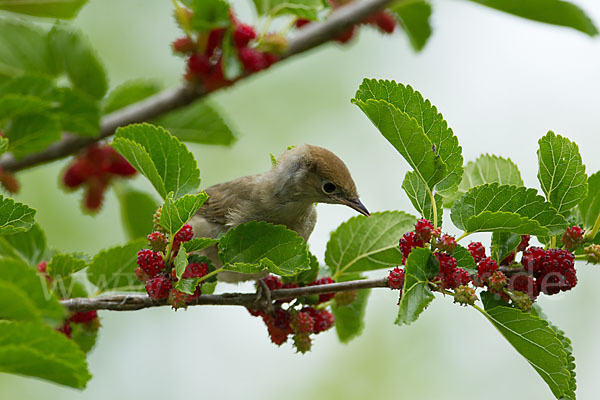 Mönchsgrasmücke (Sylvia atricapilla)