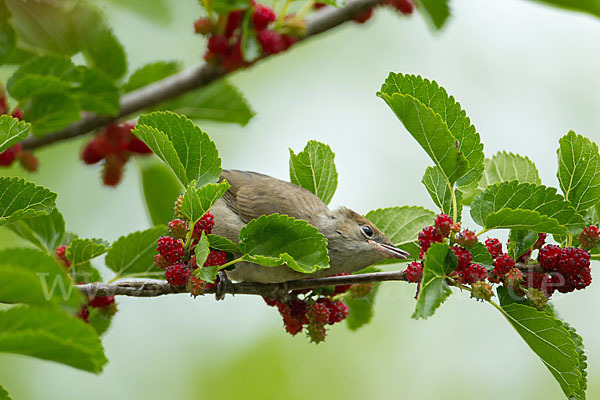 Mönchsgrasmücke (Sylvia atricapilla)