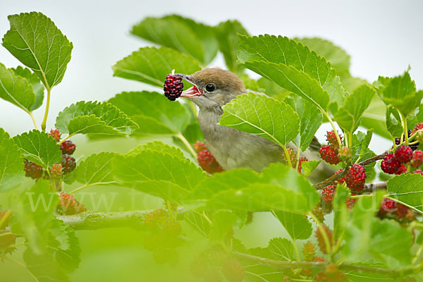 Mönchsgrasmücke (Sylvia atricapilla)