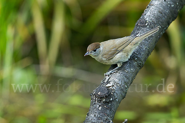 Mönchsgrasmücke (Sylvia atricapilla)